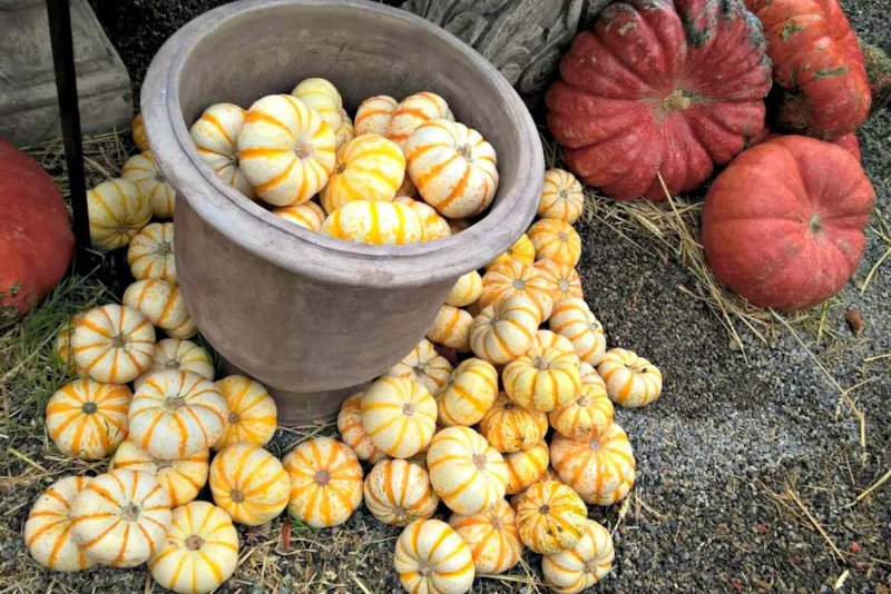 Types of Pumpkins