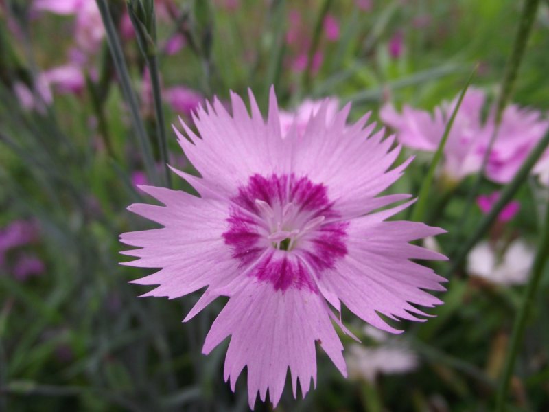 Dianthus plumarius 'Maggie'