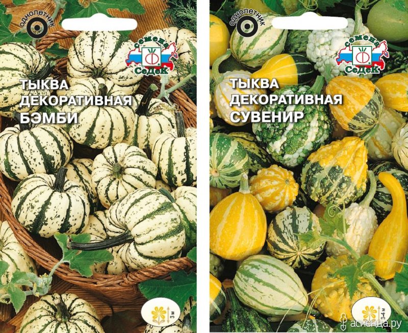 Тыква декоративная сладкая булочка
