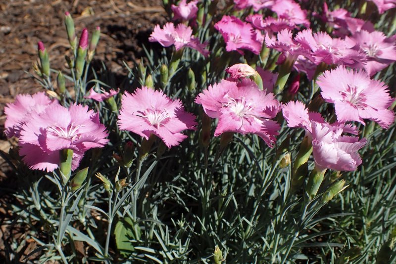Гвоздика перистая (Dianthus plumarius `Desmond`)