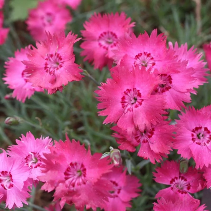 Садовая гвоздика (Dianthus caryophyllus)