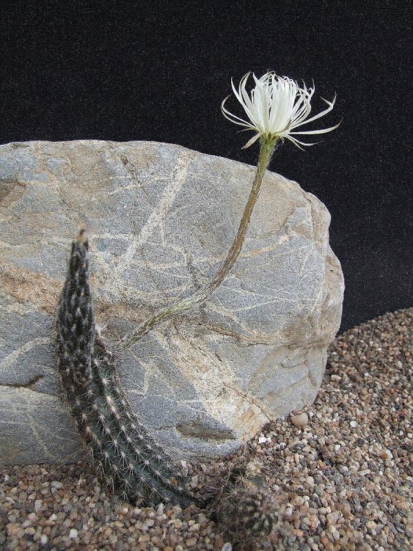 Setiechinopsis Mirabilis