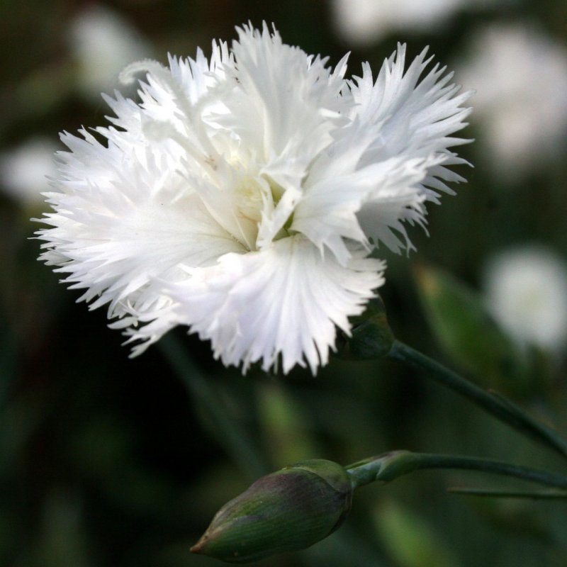 Гвоздика Haytor White