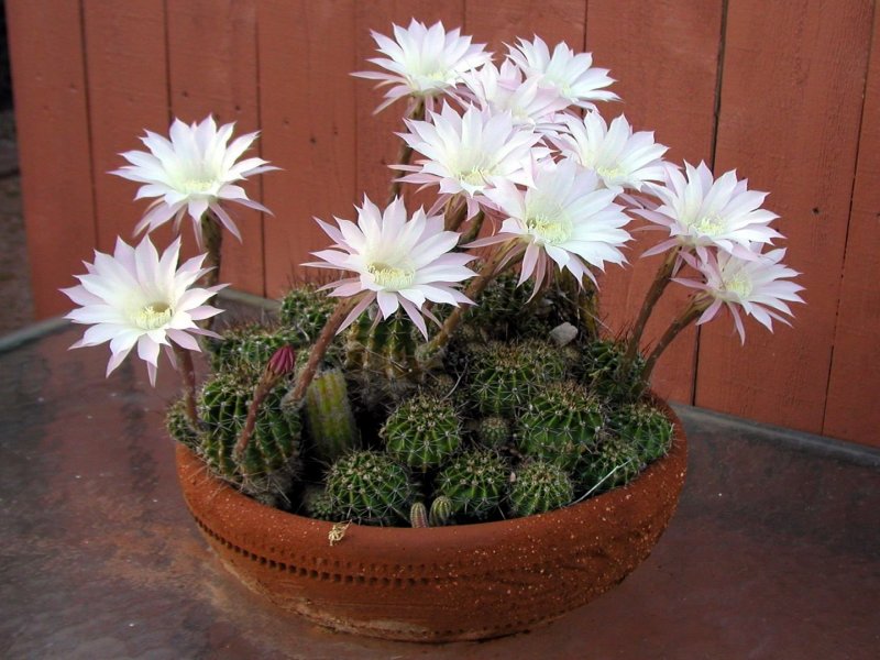 Sulcorebutia mizquensis WR 194