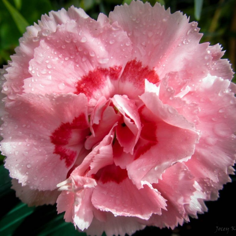 Гвоздика Dianthus Doris