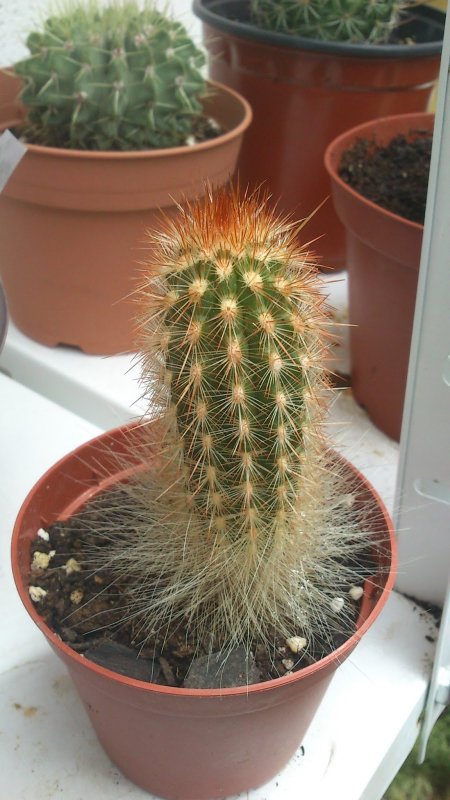 Setiechinopsis Mirabilis