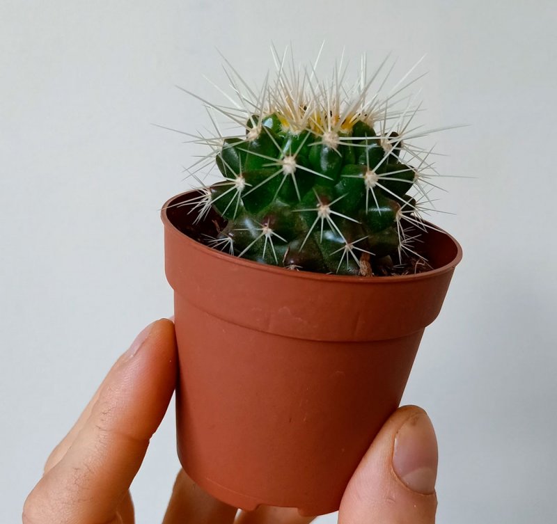 Turbinicarpus schmiedickeanus