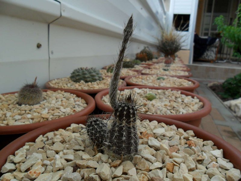 Echinopsis Mirabilis