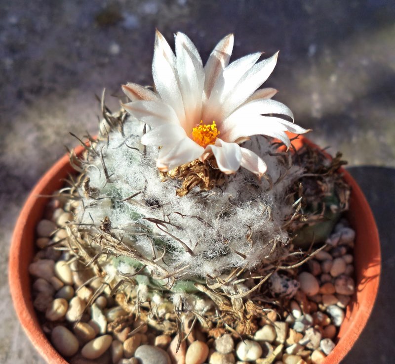 Echinopsis ancistrophora
