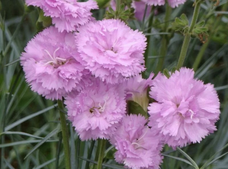 Гвоздика перистая Dianthus plumarius