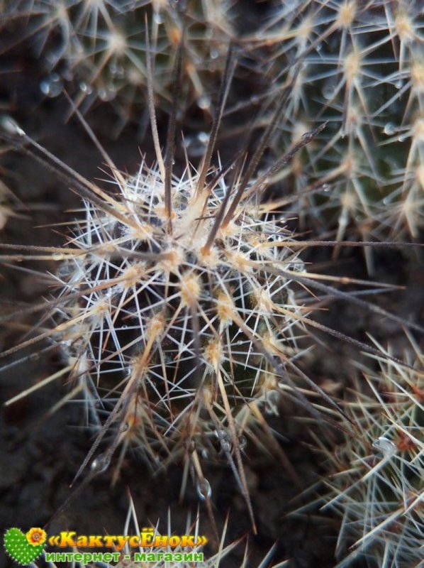 Setiechinopsis Mirabilis VG-346a