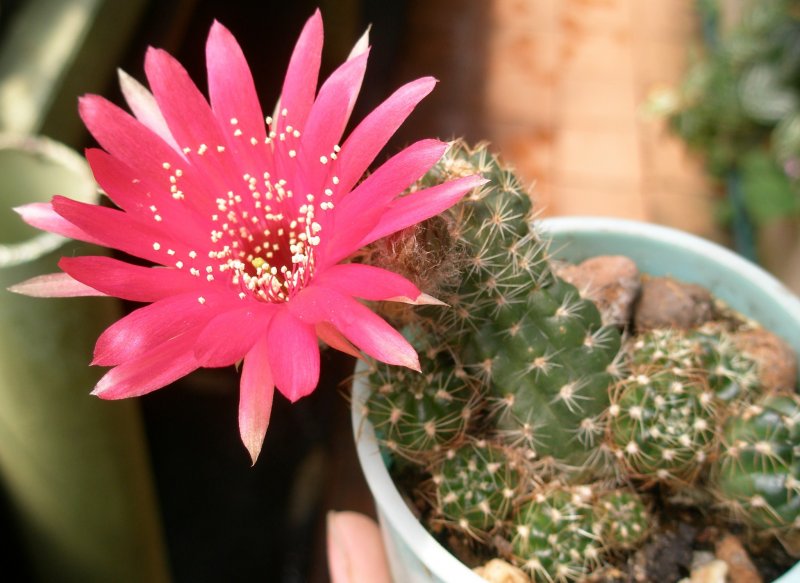 Tephrocactus aoracanthus VG-1051,