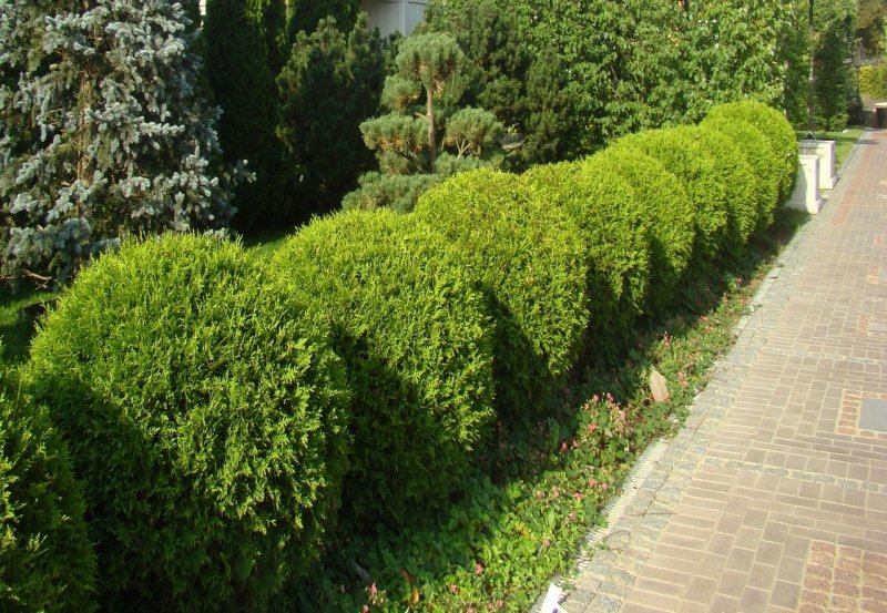 Thuja occidentalis Sherwood Moss