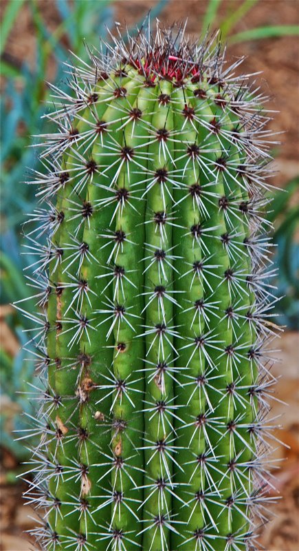 Trichocereus chiloensis