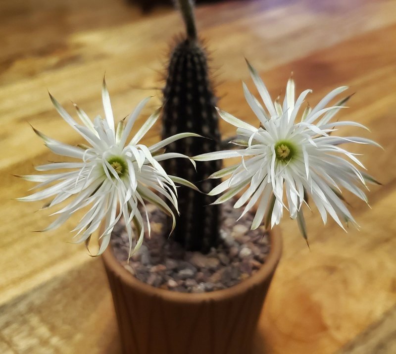 Setiechinopsis Mirabilis