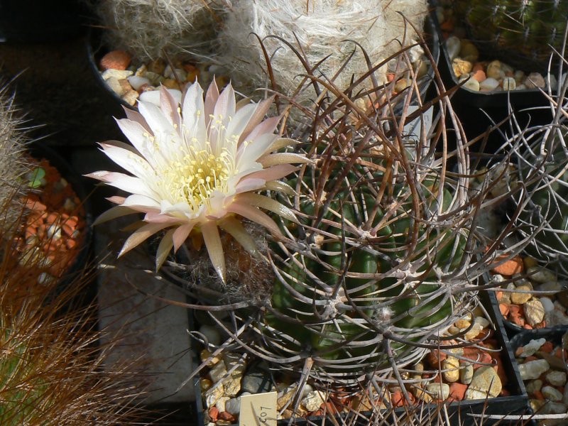 Echinopsis длинный