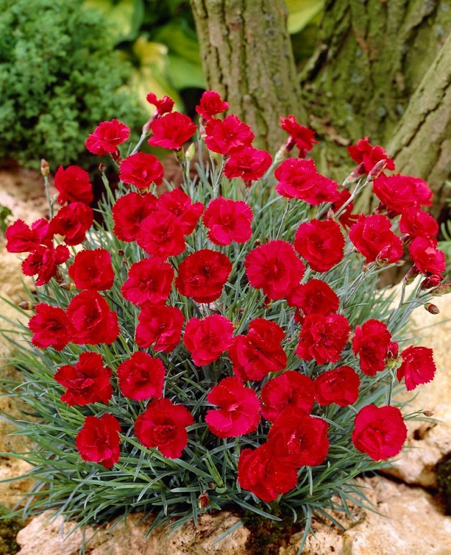 Гвоздика перистая (Dianthus plumarius `Desmond`)