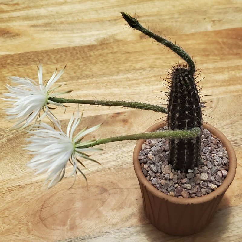 Setiechinopsis Mirabilis