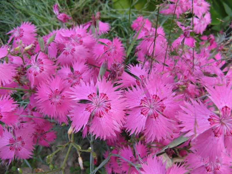Dianthus plumarius