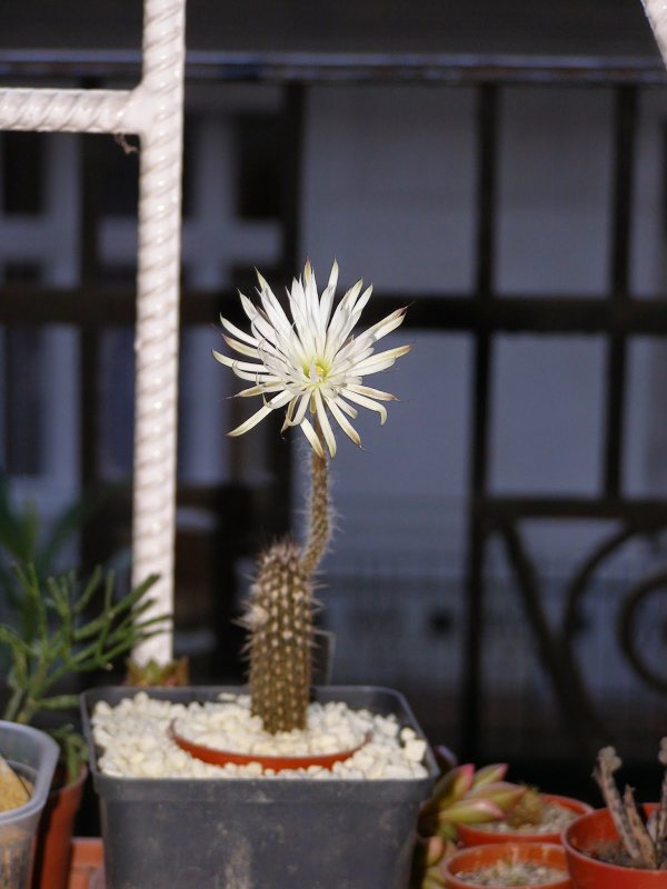 Echinopsis Mirabilis