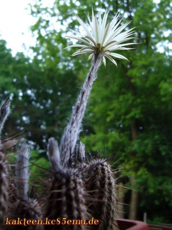 Setiechinopsis Hybrid