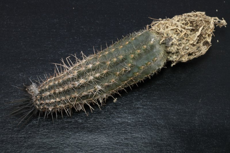 Кактус Espostoa Mirabilis