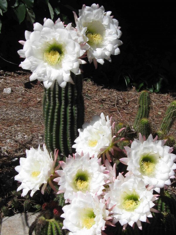 Echinopsis 'Haku-yo'