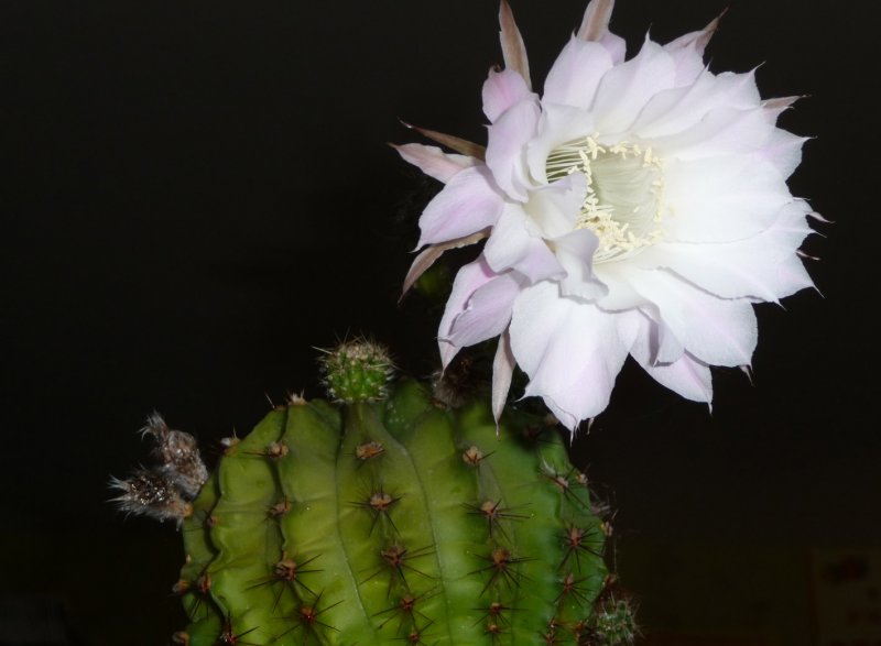 Echinopsis Mirabilis