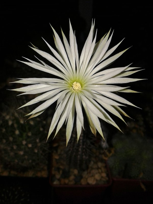 Echinopsis pachanoi