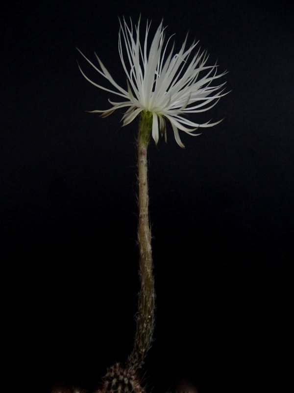 Echinopsis Mirabilis