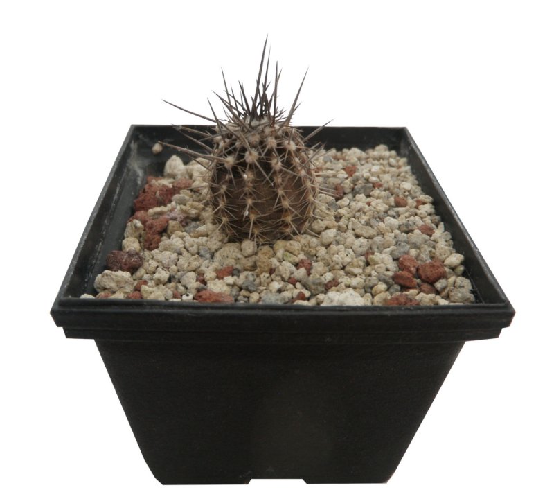 Setiechinopsis Mirabilis DJF 379
