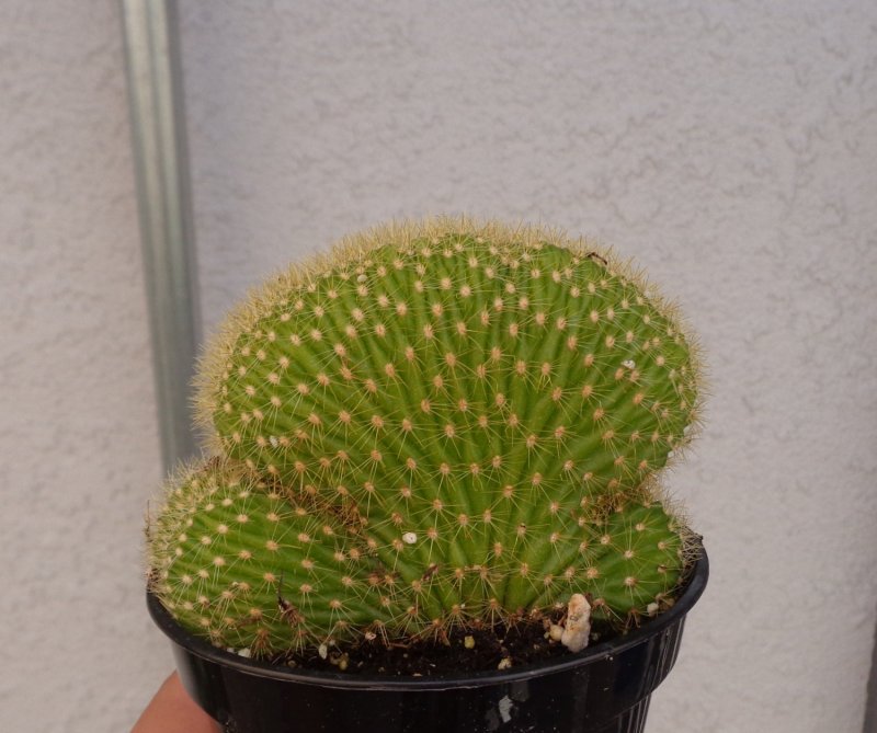 Lobivia cardenasiana