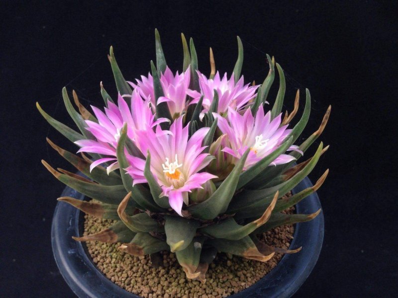 Setiechinopsis Mirabilis VG-346a