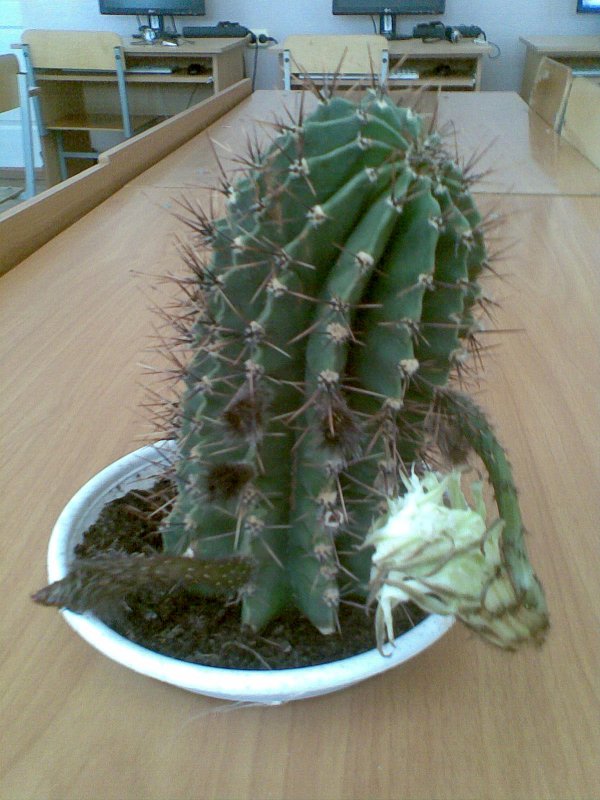 Eriocactus magnificus