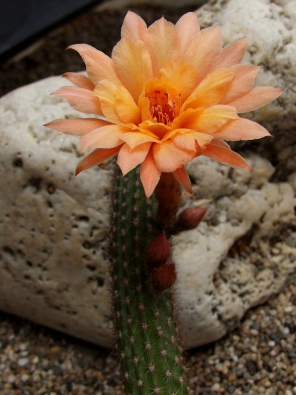 Echinopsis CV. Haku-yo