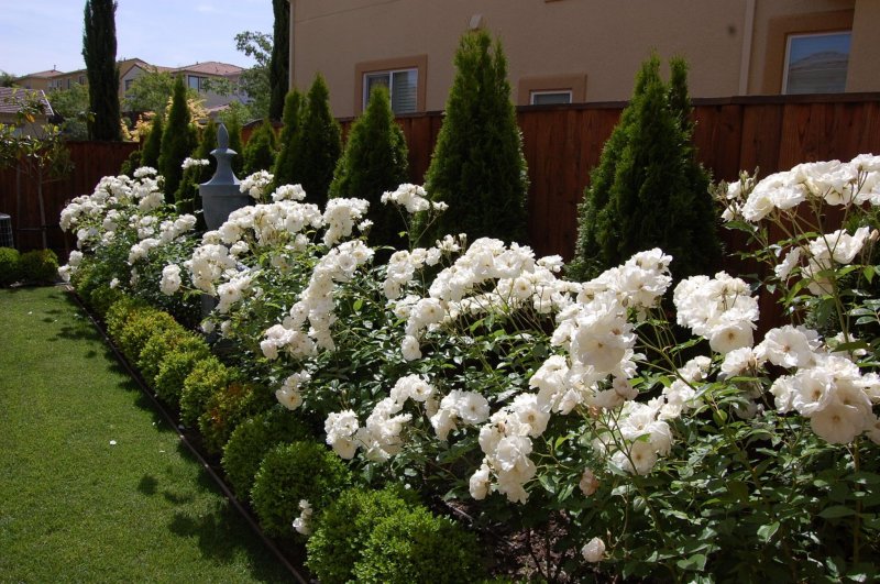 Роза Хайдельберг куст