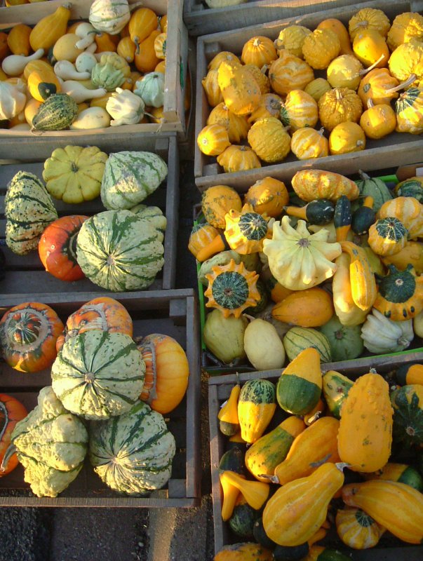 Cucurbita Pepo var. Ovifera