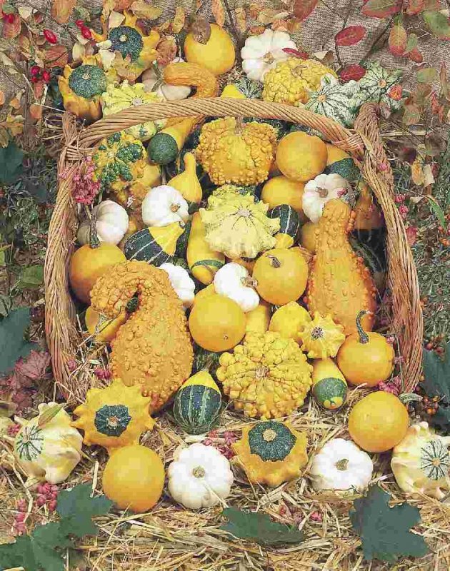 Декоративные тыквы (Cucurbita)