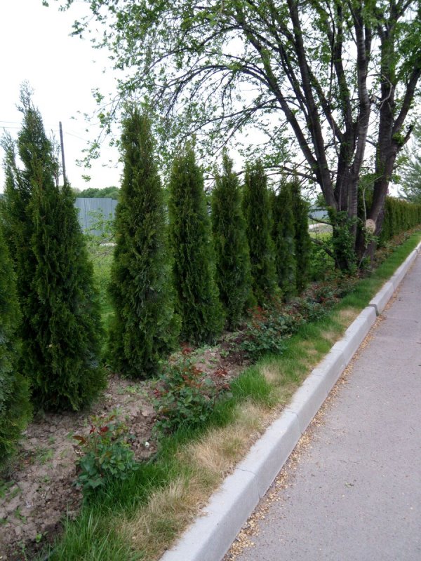 Роза плетистая красный Маяк