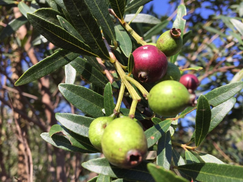 Syzygium luehmannii