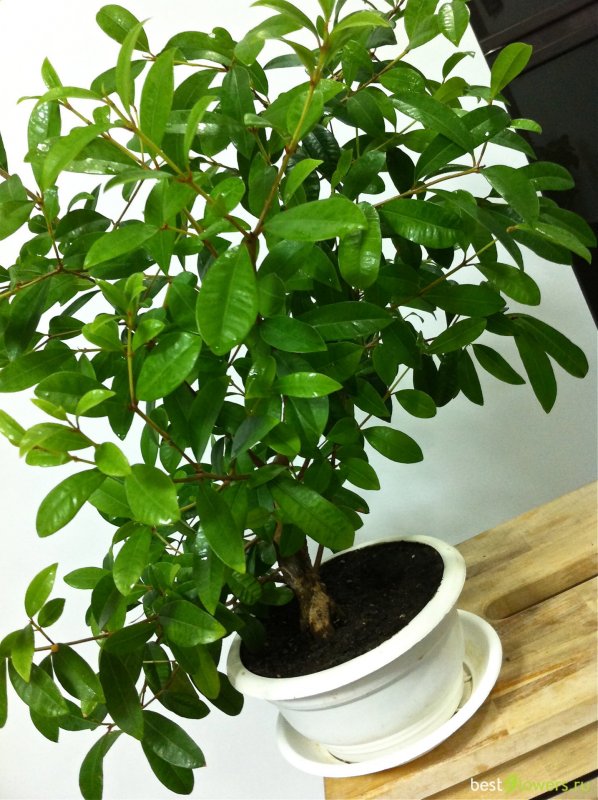 Syzygium paniculatum