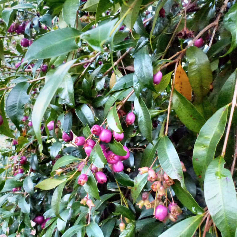 Eugenia myrtifolia