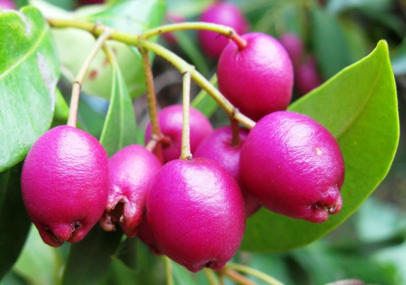 Syzygium paniculatum