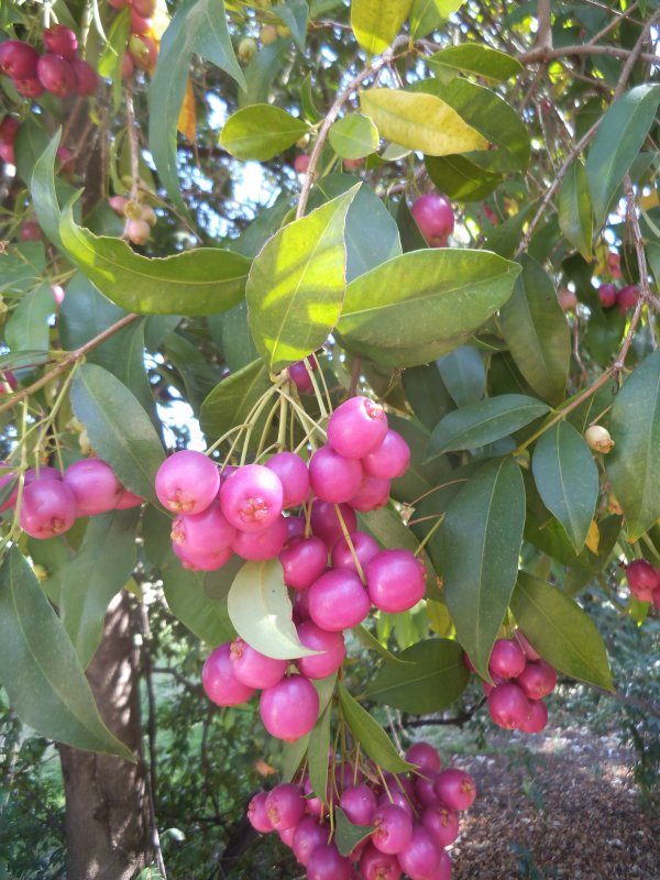 Syzygium malaccense