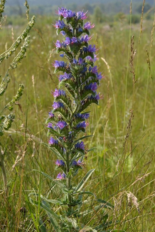 Echium vulgare синяк обыкновенный