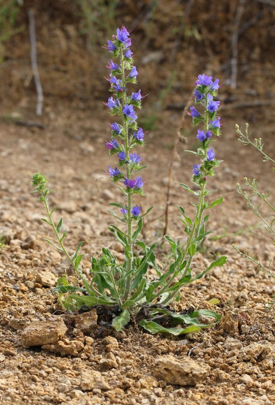 Echium vulgare синяк обыкновенный