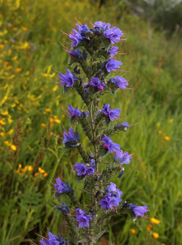 Синяк обыкновенный, Румянка (Echium vulgare