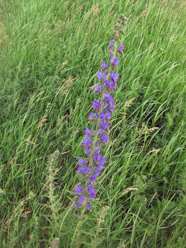 Echium vulgare синяк обыкновенный