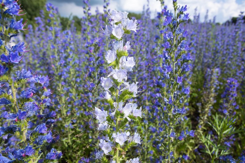 Echium vulgare синяк обыкновенный