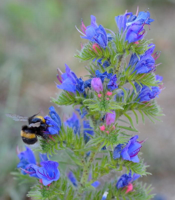 Синяк обыкновенный, Румянка (Echium vulgare